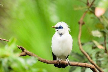 White exotic bird on a branch 