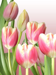Fototapeta premium Pink tulip 