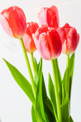 Beautiful flowers tulips