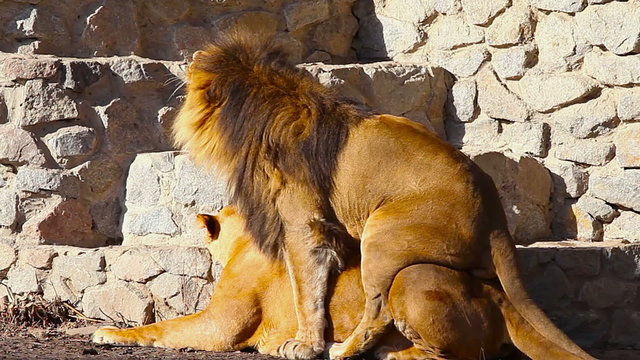 Lions mating.