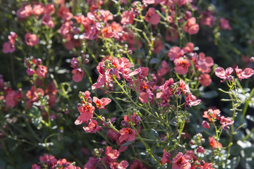 Obraz premium Beautiful spring flowers