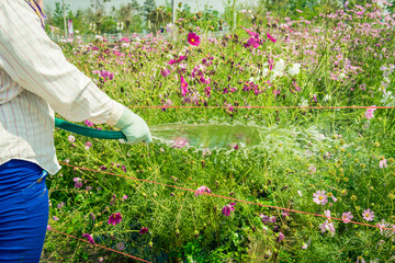 Workers were watering Cosmos flowers blooming in the garden