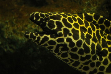 Fototapeta na wymiar Moray eel