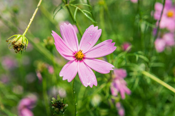 Cosmos flowers blooming in the garden