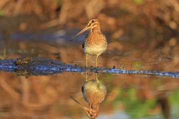 Snipe with long beak standing in a pose/Snipe with long beak is in position, warm colors, summer day, lake