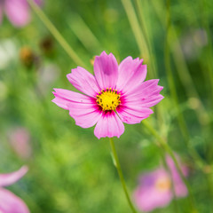 Obraz premium Cosmos flowers blooming in the garden