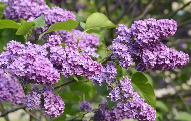 A lovely lilac at Morgan Arboretum, morning light.