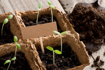 Sprouting tomato seedlings with cardboard