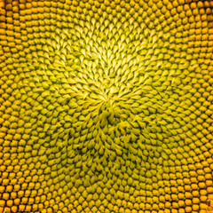 close-up of a beautiful sunflower