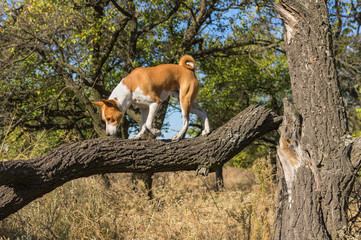 Wild basenji strolling on a broken tree branch in search of food at sunny day