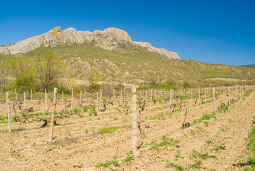 Fototapeta na wymiar Spring landscape with vineyard near Taraktash range in Crimean mountains at early spring season