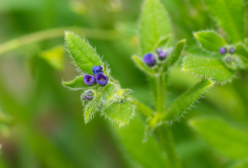 Green Alkanet wild plant at start of flowering time