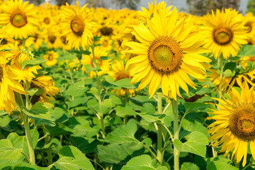 blooming flower of sunflower field in agriculture farm