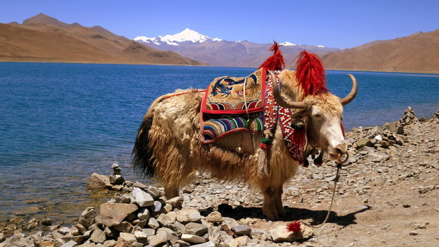Tibet - Yack am Blauen See
