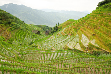 Rice fields in longshen china