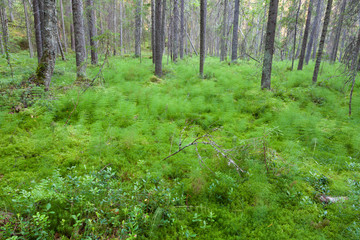 Forest in Finland at summer