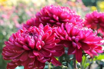 Pink chrysanthemums