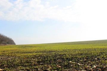 Field of young wheat 