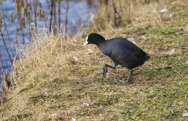 Coot,  British Water Fowl.