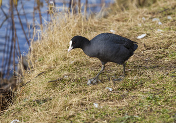 Coot,  British Water Fowl.