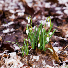 snowdrop, Galanthus nivalis. first spring flowers, snowdrops in