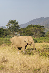 Elephant in Chiang Mai, Thailand