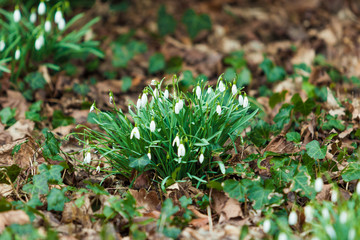 snowdrop flower