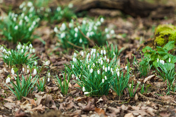 snowdrop flower