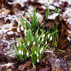 snowdrops  under the snow. flowers blooming in winter