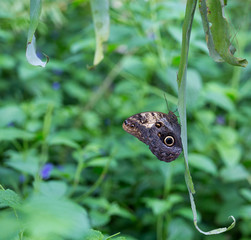 Feenhafte Schmetterlinge