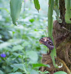 Feenhafte Schmetterlinge