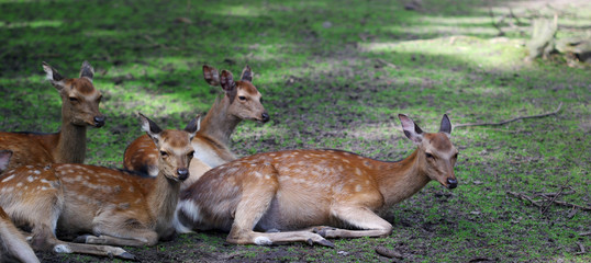 Naklejka na ściany i meble Four roe deers sitting in the forest shadows