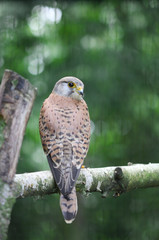 A small falcon sitting on the bough of the tree