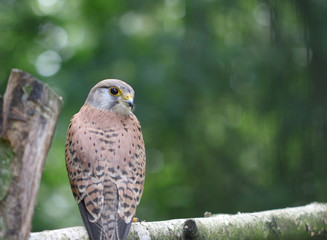 A small falcon sitting on the bough of the tree