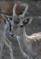 The cute roe deer close up portrait