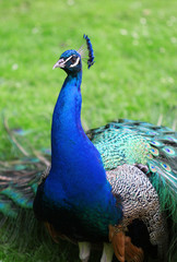The colorful peacock with the open tail