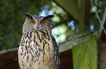 The cute owl with bright orange eyes portrait
