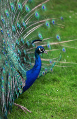 Obraz premium The colorful peacock with the open tail