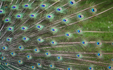 Obraz premium The texture of the peacock feather in the tail