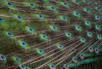 Obraz premium The texture of the peacock feather in the tail