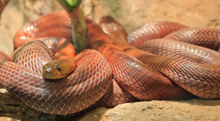 Snake Coiled Up