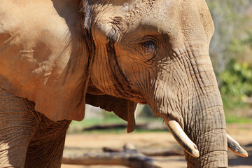 Elephant Head