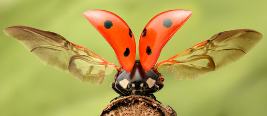 Fototapeta premium Ekstremalne powiększenie - Lady bug z rozpostartymi skrzydłami