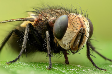 Extreme magnification - Fly on a leaf, side view