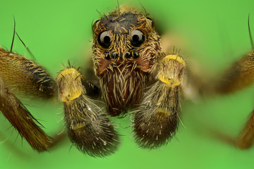 Extreme magnification - Spider on a leaf, front view