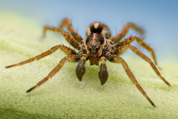 Extreme magnification - Spider on a leaf, front view