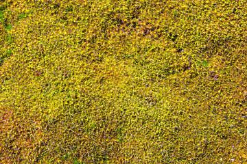 The texture of the moss