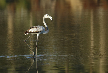 Greater Flamingo in golden light