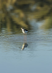 Black-winged Stilt standing in water