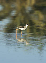 Black-winged Stilt and reflection